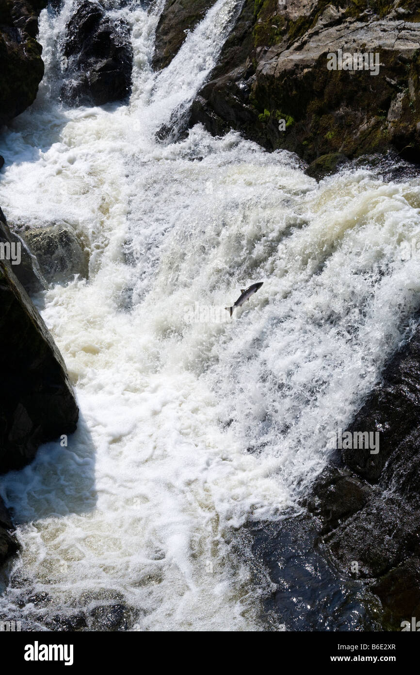 Einen Lachs springen bis zum Wasserfall auf dem Fluss Feugh an Brücke von Feugh, Aberdeenshire Ende Juli Stockfoto
