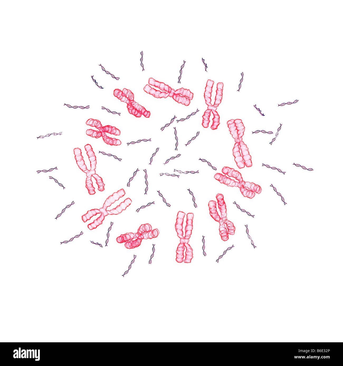 Chromosomen und DNA-Moleküle Stockfoto