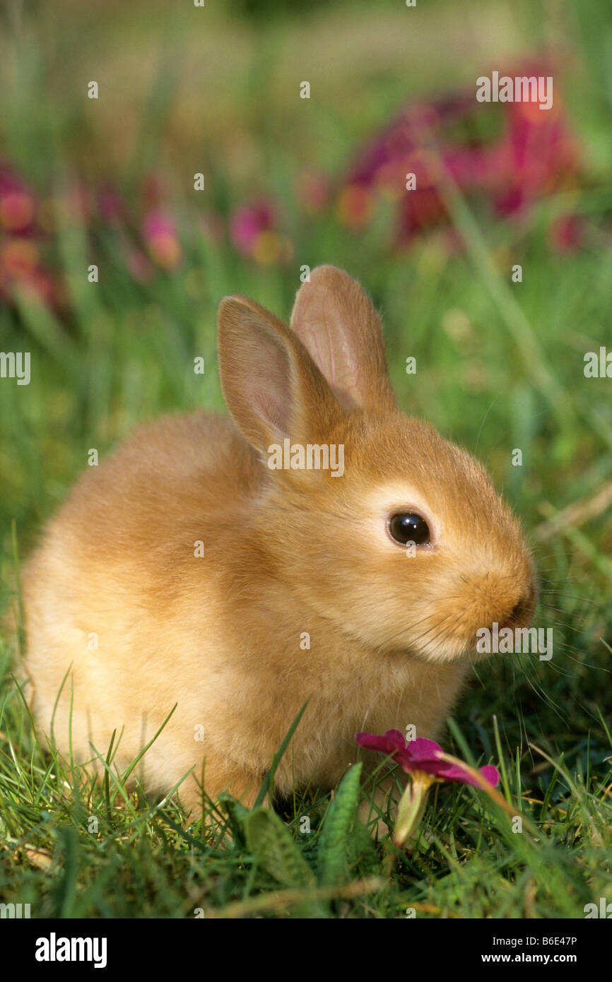 Pygmy Kaninchen (Oryctolagus Cuniculus) auf einer Wiese Stockfoto