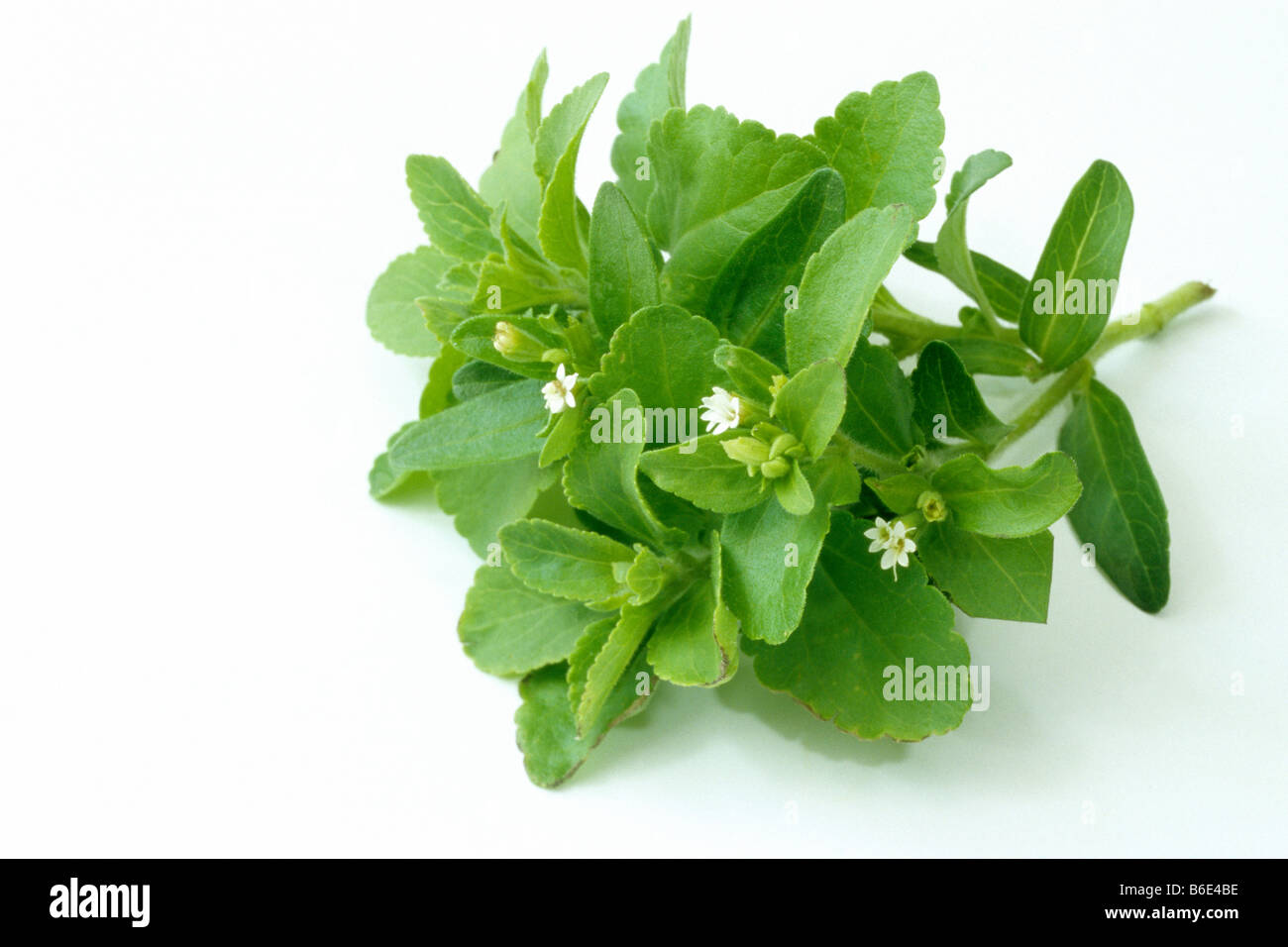 Sweet Leaf von Paraguay (Stevia Rebaudiana), blühender Zweig. Teile der Pflanze sind 300 Mal süßer als Zucker Stockfoto