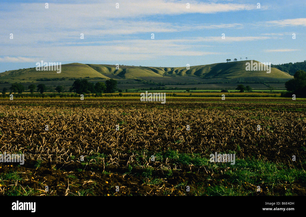 Kartoffelfeldern und Roundway Down - englischer Bürgerkrieg Schlachtfeld - Devizes, Wiltshire, UK. Stockfoto