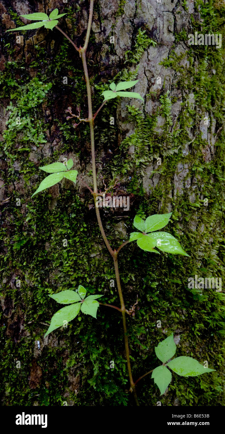 Efeu wächst an einem Baum auf dem Sugarlands Valley Trail, Great Smoky Mountains National Park Stockfoto