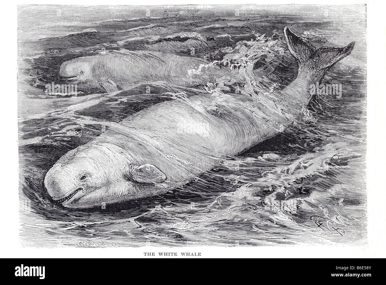 Beluga White Whale Delphinapterus Leucas ist eine arktischen und subarktischen Arten von Wal. Es ist eins von zwei Mitgliedern der Familie Stockfoto