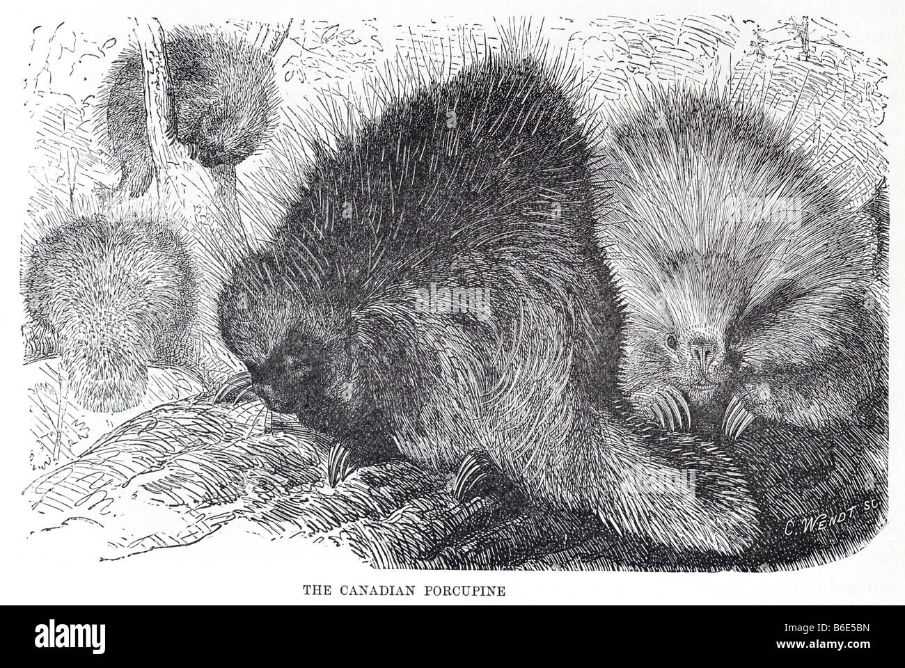 Erethizon Dorsatum Canadian Porcupine ist ein großes Nagetier in der neuen Welt-Stachelschwein-Familie. Der Biber ist das nur anderen Nagetier l Stockfoto