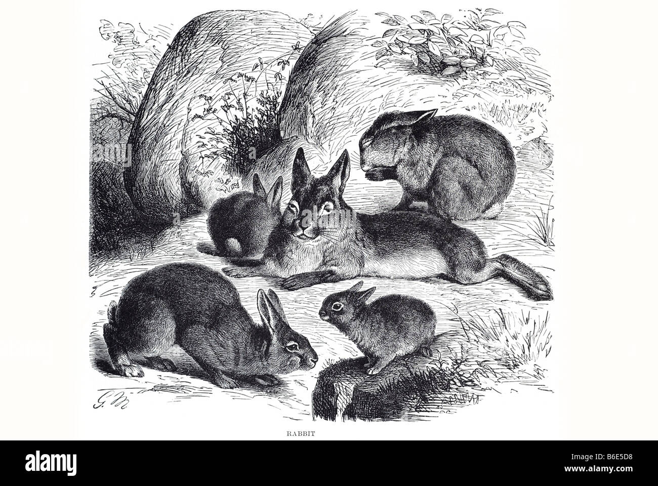 Kaninchen Kaninchen sind kleine Säugetiere in der Familie Leporidae der Ordnung Lagomorpha, in mehreren Teilen der Welt gefunden. Es gibt Stockfoto