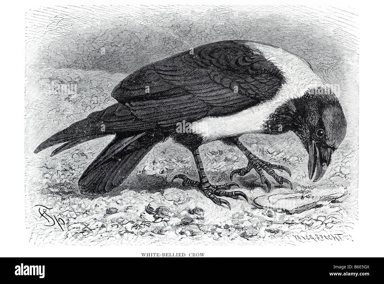 White-billed Krähe (Corvus Woodfordi) ist ein Mitglied der Crow-Familie auf den Salomon-Inseln gefunden. Stockfoto