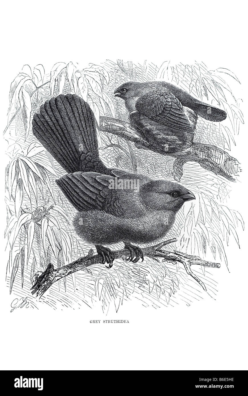 grau Struthidea Struthidea Cinerea grau Jumper Australien Wälder Stockfoto