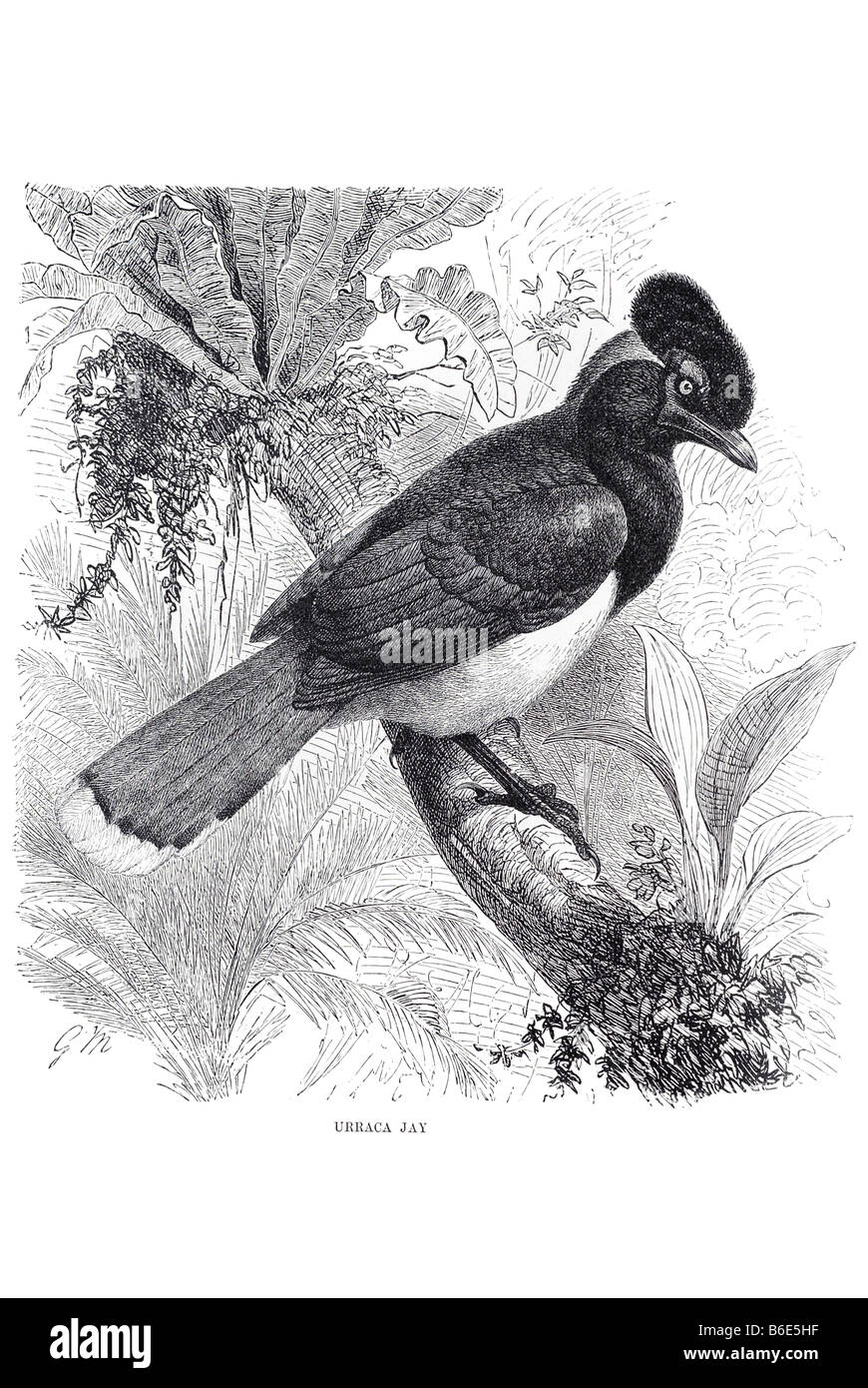 Urraca Jay Elstern sind passerine Vögel der Krähe Familie Corvidae. Den Namen "Jay" und "Elster" sind zu einem bestimmten Ausmaß Kü Stockfoto