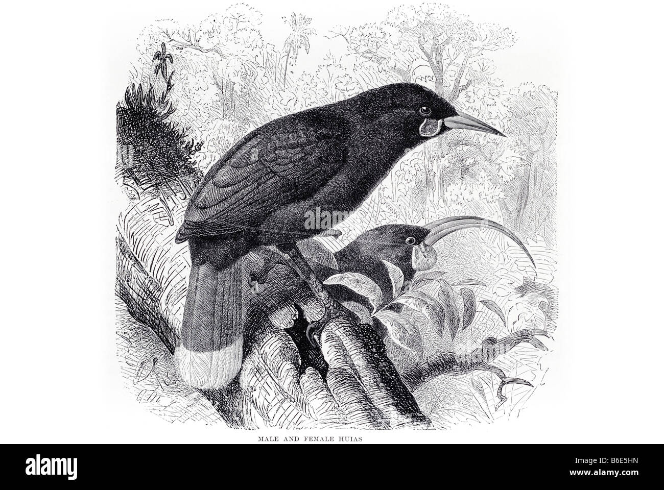 männlich weiblich Huias The Huia, (Heteralocha Acutirostris) war eine Art von New Zealand Wattlebird endemisch auf der nördlichen Insel Ne Stockfoto
