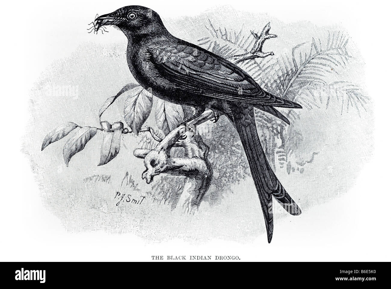 schwarze indische Drongo Angstlos sind eine Familie der kleinen passerine Vögel der alten Welt Tropen. Sie befinden sich in der Familie Dicruri Stockfoto