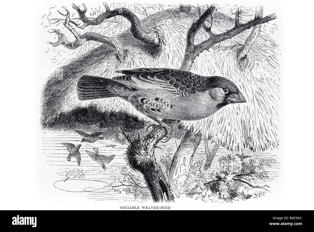 gesellig Webervogel, die Ploceidae Weavers Botaniker Finken, die diese, die Samen Vögel-Essen Vögel mit abgerundeten konische Rechnungen, die meisten Stockfoto