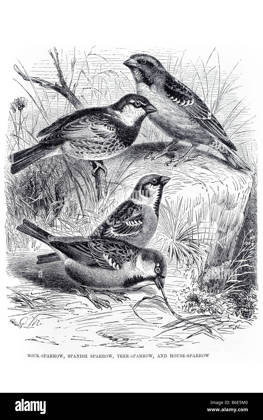 Rock spanischen Tree Sparrow Passer Domesticus alten Welt Haussperling Passeridae als Weber Fink-Familie. Es tritt natürlich Stockfoto