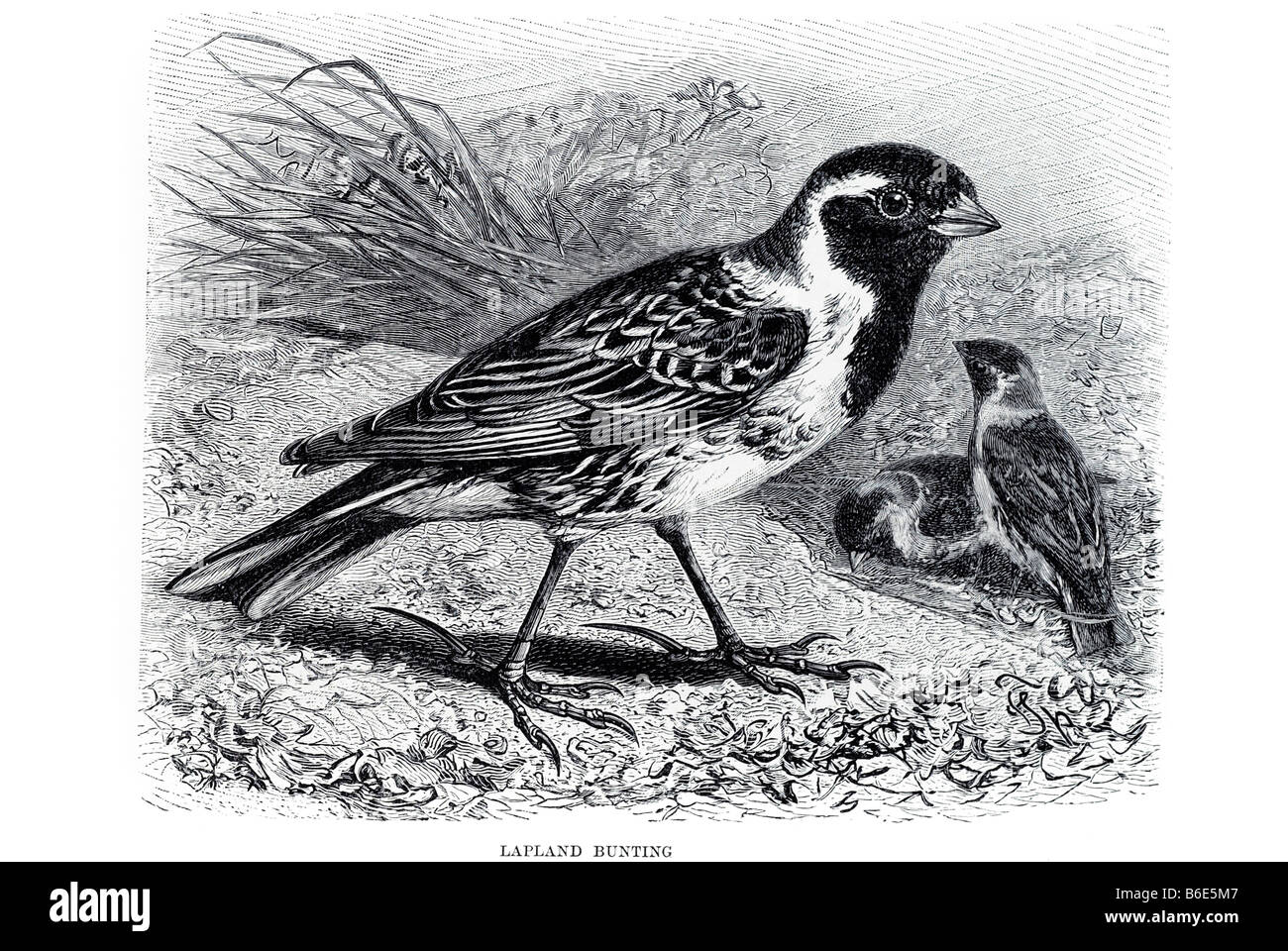 Lappland Bunting Calcarius Lapponicus passerine Vogel Emberizidae Fringillidae Old World Finken züchtet er europaweit Arktis Stockfoto