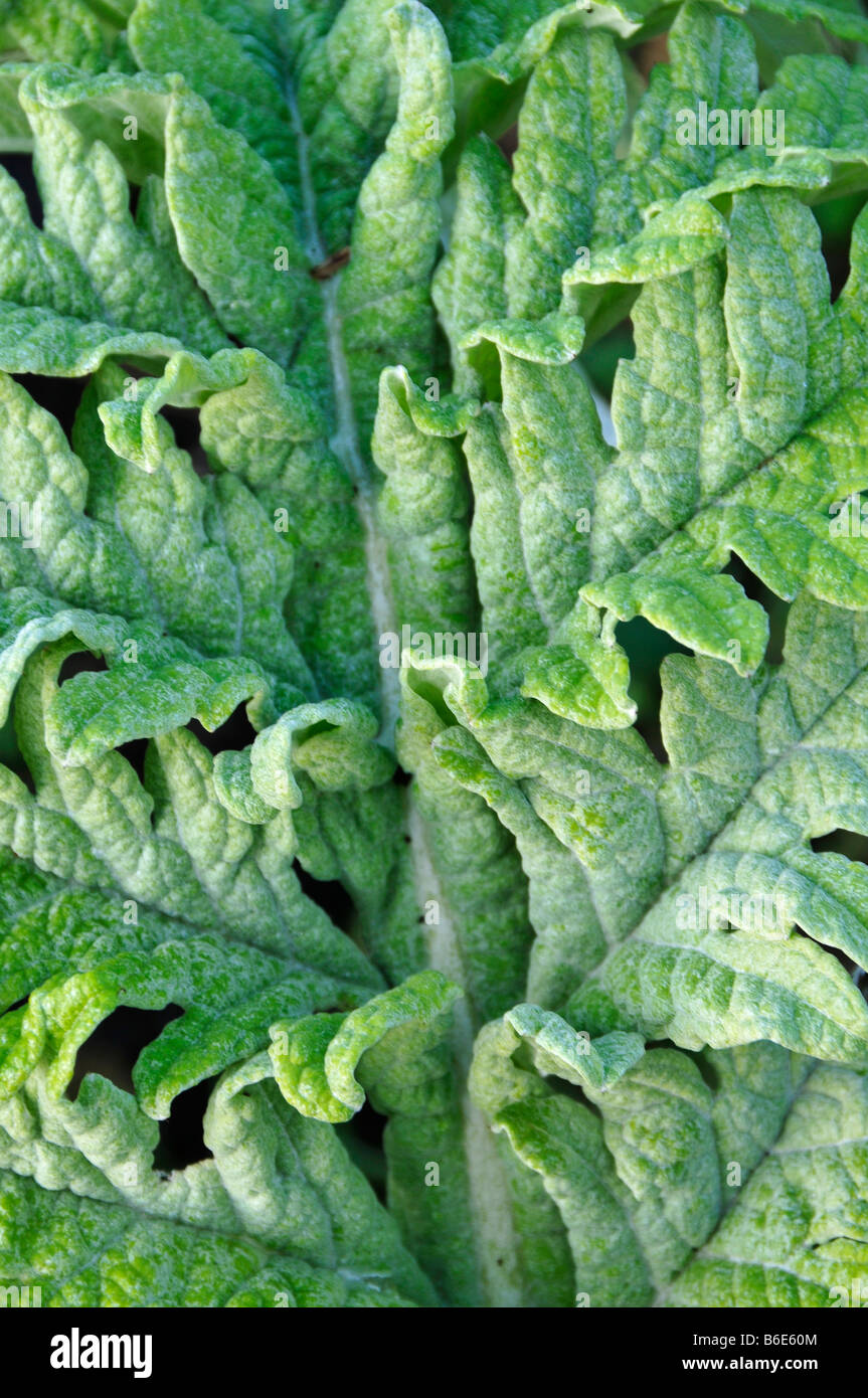 Blätter der Artischocke Wintergarten kalt winterhart Gemüse Drossel samtig behaart lockig Stockfoto