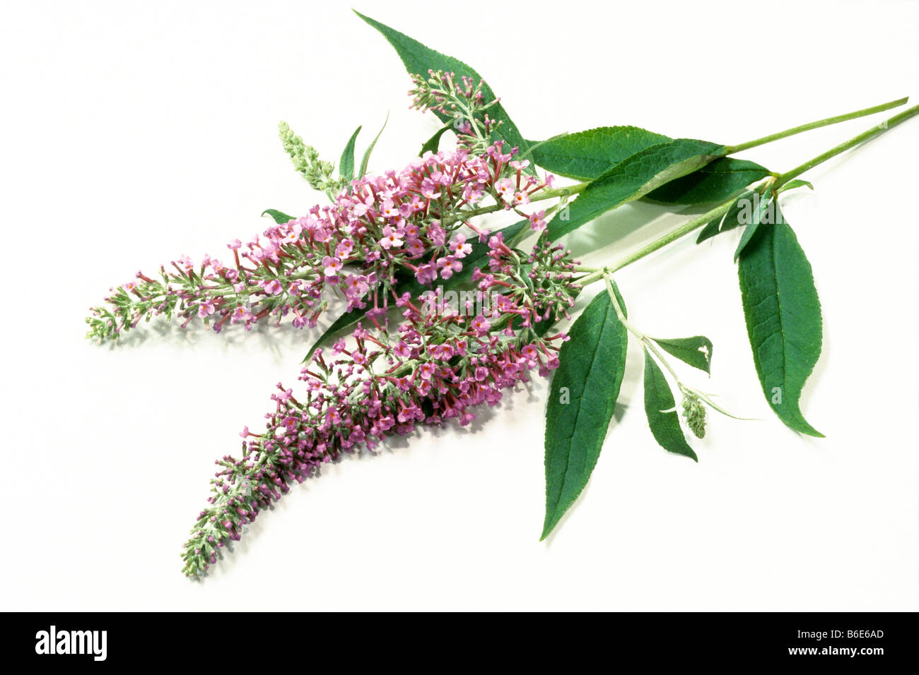 Bush (Sommerflieder Davidii), blühende Zweige, Studio Bild Schmetterling Stockfoto