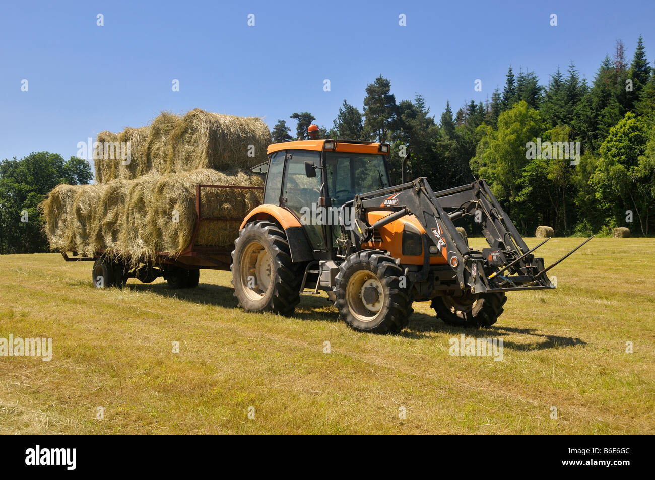 Heu: ein Traktor mit Gabeln zieht einen Anhänger mit Heu Kugeln geladen. Stockfoto