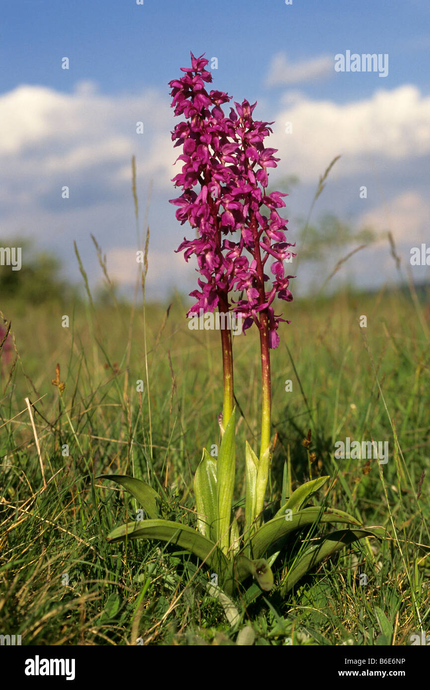 Frühe lila Orchidee (Orchis Mascula), Blüte Stockfoto