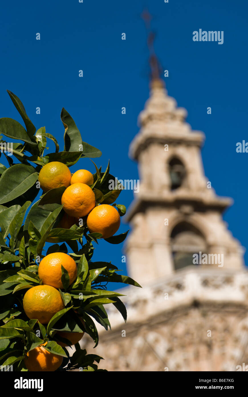 Orangen vor dem Miguelete Kathedrale Glockenturm am Plaza De La Reina in der Altstadt von Valencia, Spanien Stockfoto