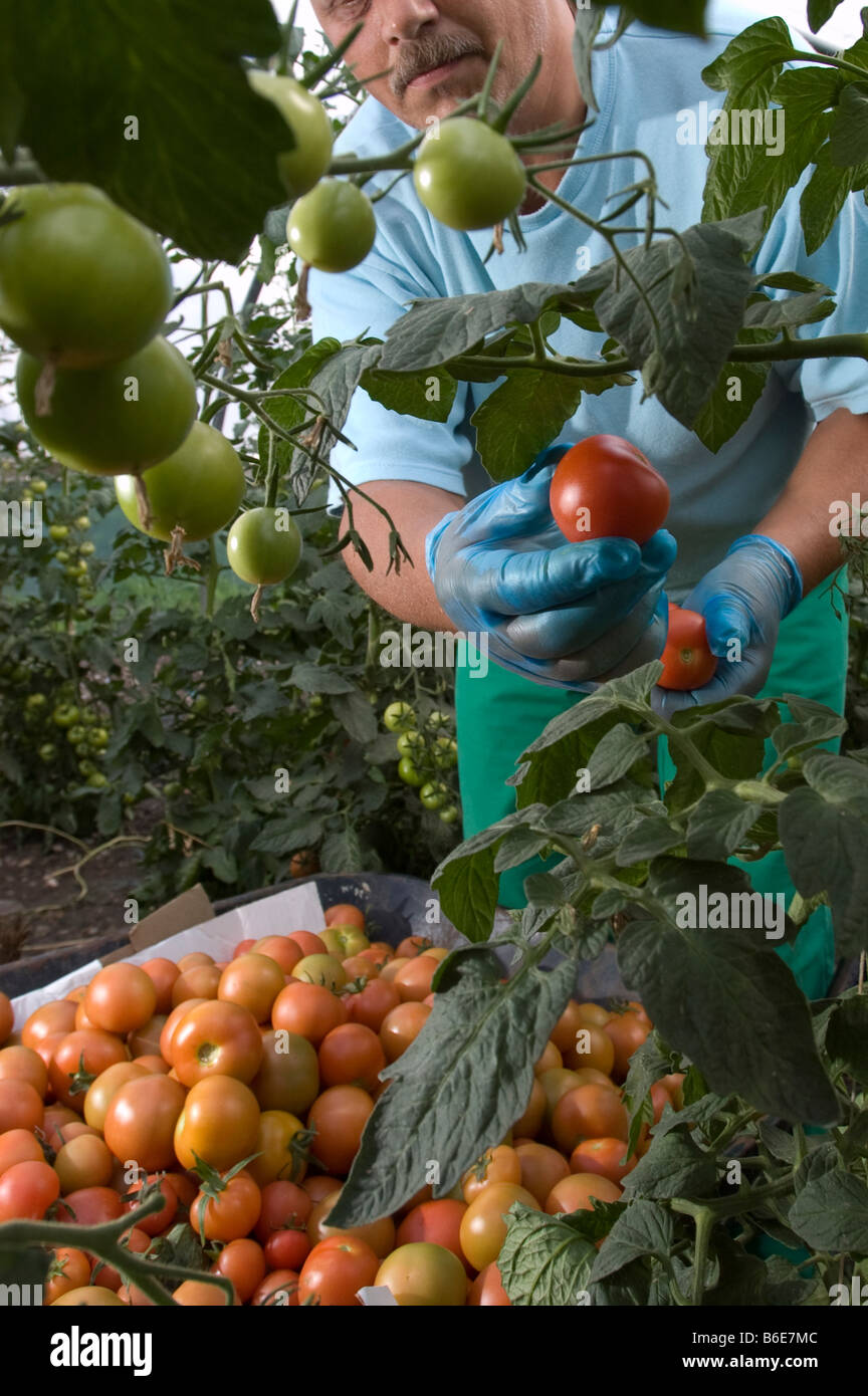 Teilweise verdeckt Gefangener Kommissionierung Tomaten in einem Gefängnis-Gewächshaus Stockfoto