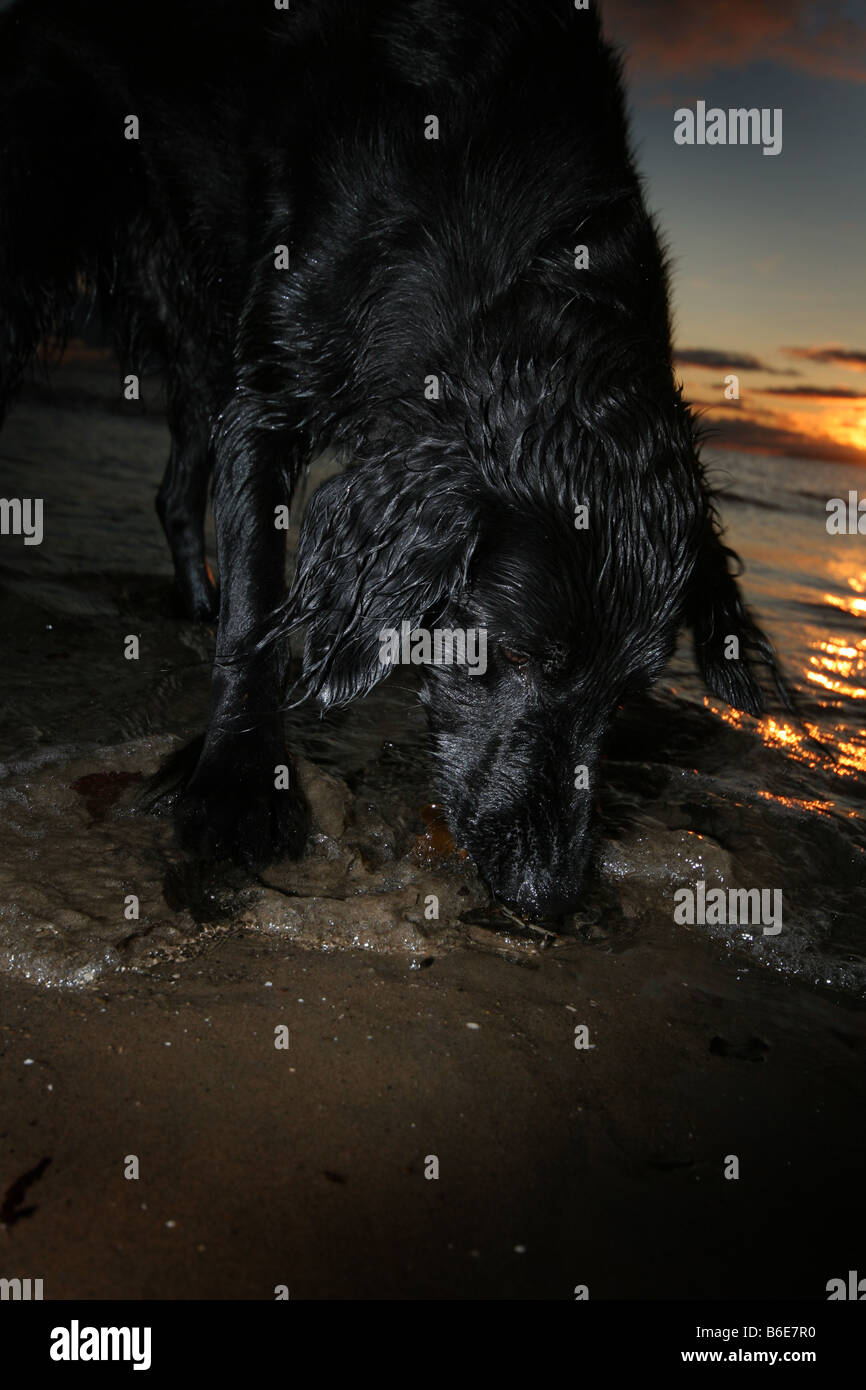 Flat – Coated Retriever kauen Algen Stockfoto