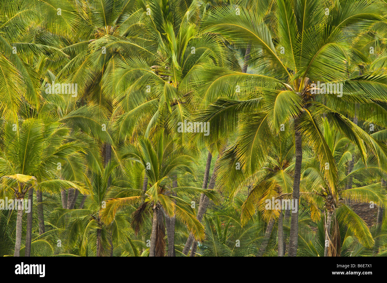 Kokosnuss-Palmen am Puuhonua O Honaunau nationaler historischer Park South Kona Insel Hawaii Stockfoto