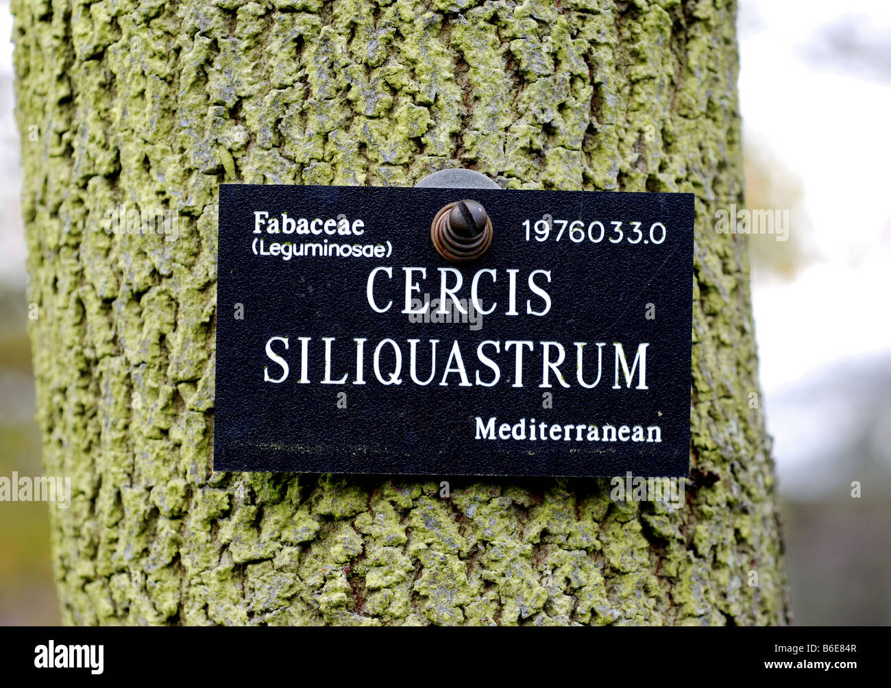 Cercis Siliquastrum Label auf Baum bei Oxford Botanic Gardens UK Stockfoto
