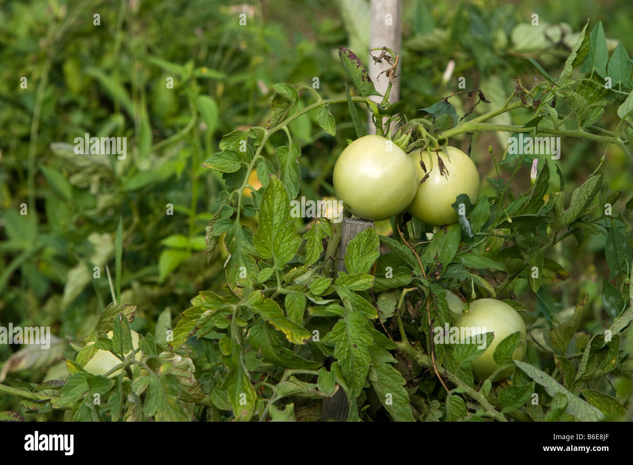 grüne Tomaten Stockfoto