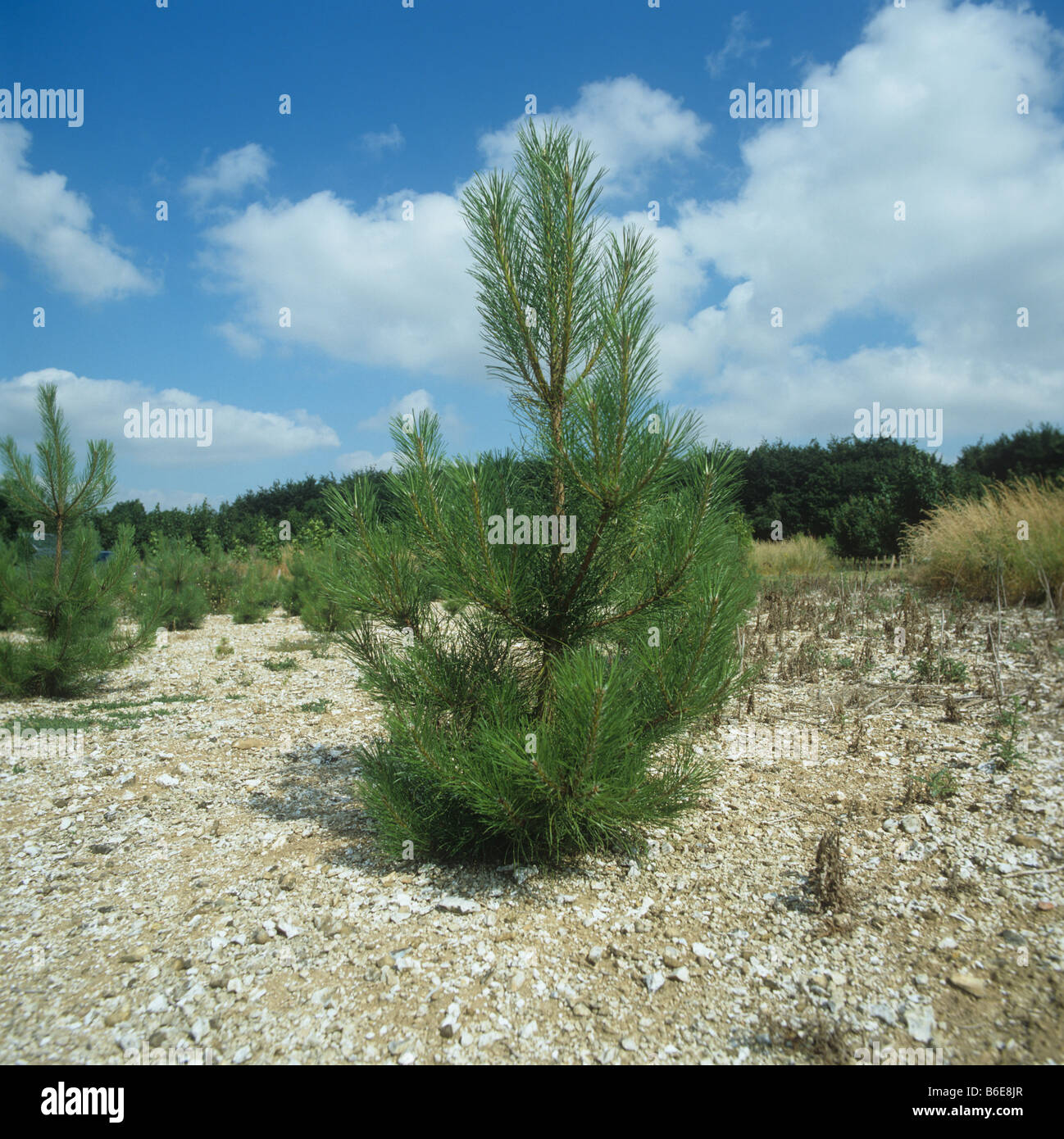 Junge Kiefer Baum Bäumchen Wiederaufforstung Experiment mit Unkrautbekämpfung Hampshire Stockfoto