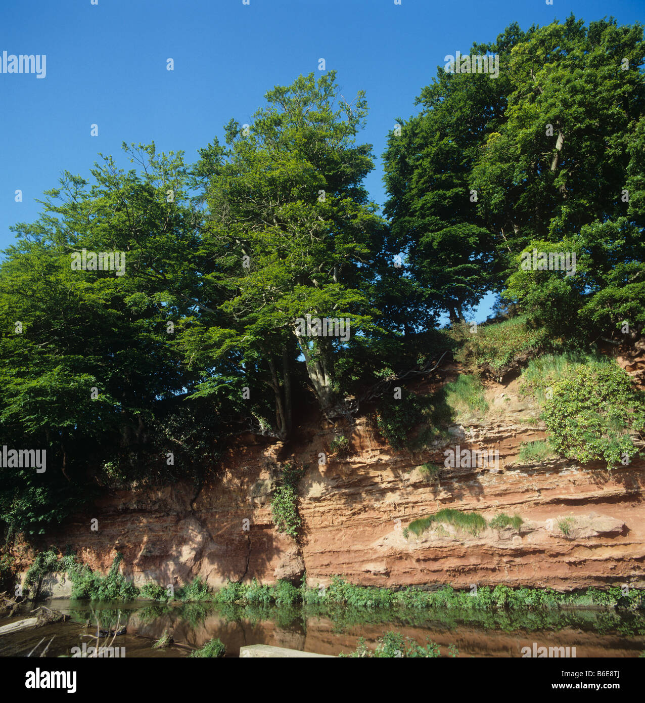 Buche mit einen tenuous Einfluß auf steilen Felsen oder rote Erde am Ufer des River Otter Devon Stockfoto