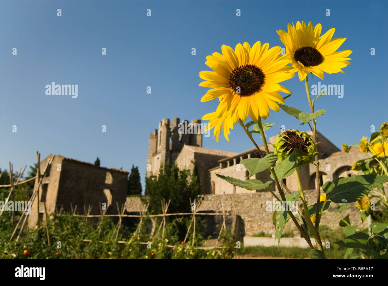 Sonnenblumen mit St Marie Abbey in der Ferne, Lagrasse Südfrankreich. Stockfoto