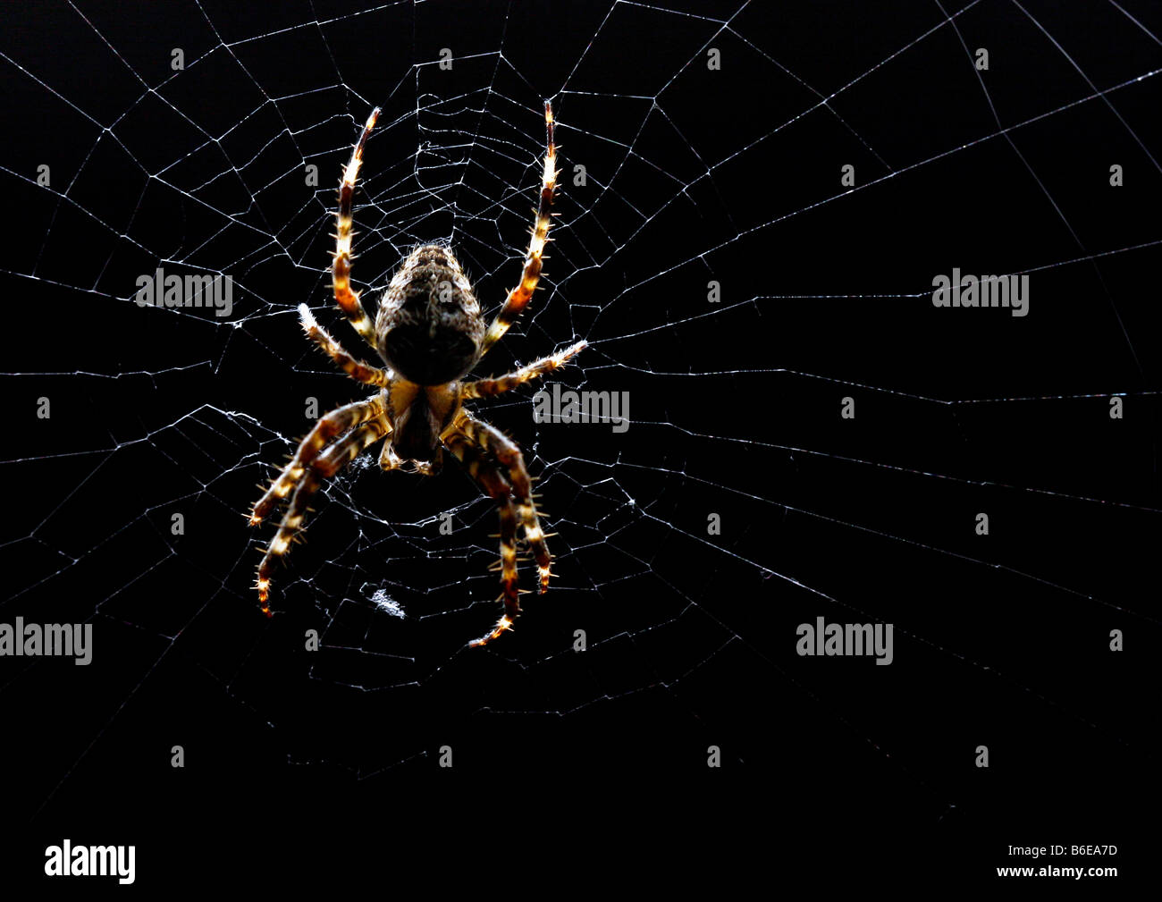 Eine Spinne im Netz Stockfoto