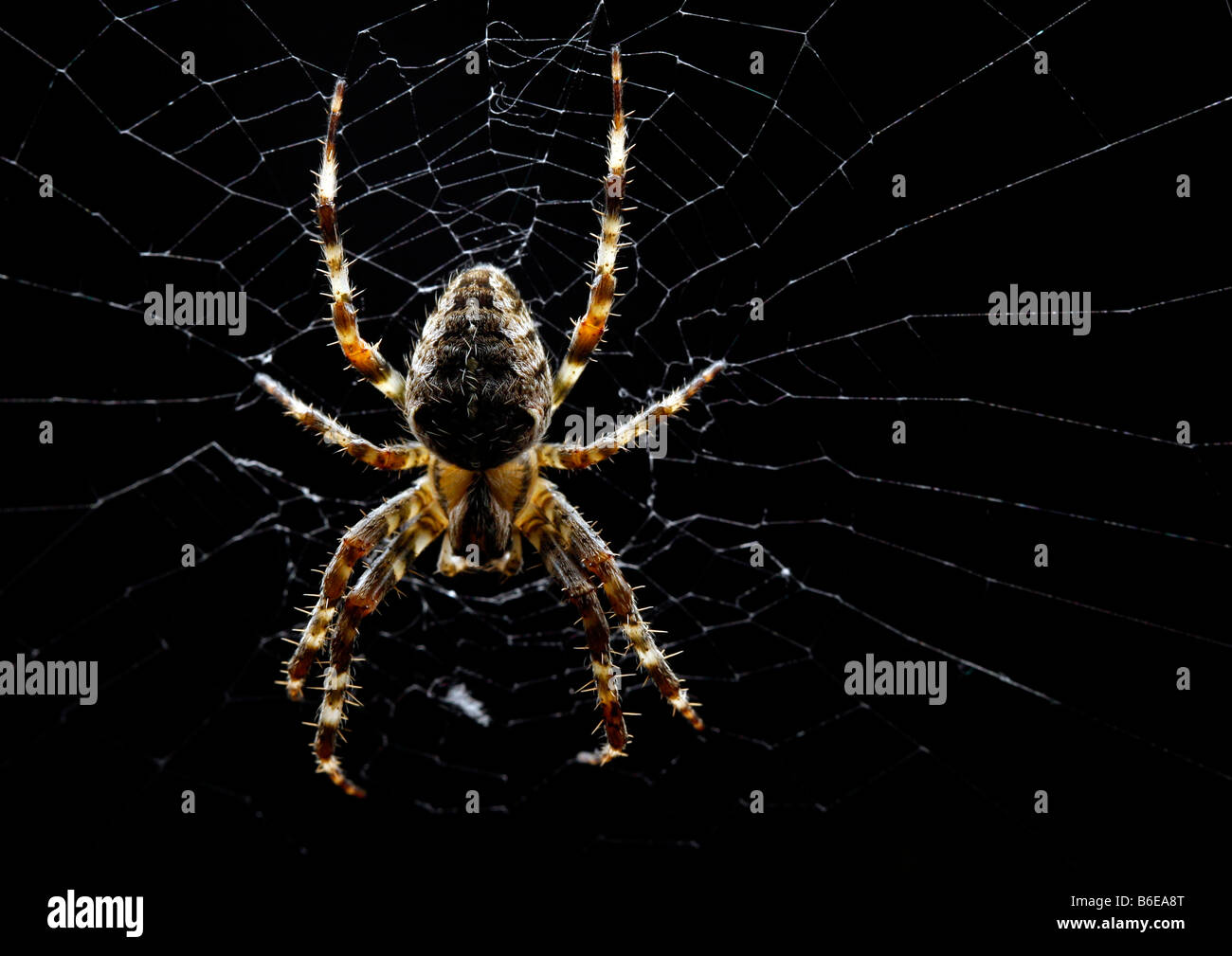 Eine Spinne erwartet Mittagessen Stockfoto