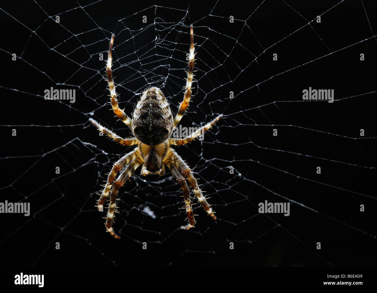 Spinne auf einer Webseite Stockfoto