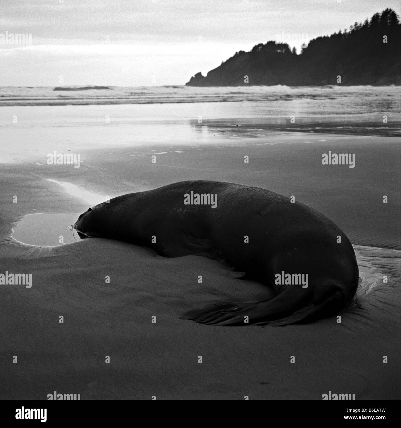 Ein totes Meer Löwe auf Short Sands Beach in Oregon. Stockfoto