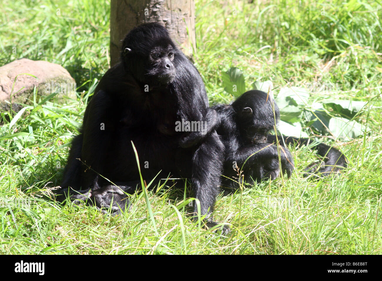 Kolumbianische schwarz konfrontiert Klammeraffe [Chester Zoo, Chester, Cheshire, England, Großbritannien, Vereinigtes Königreich, Europa].          . Stockfoto