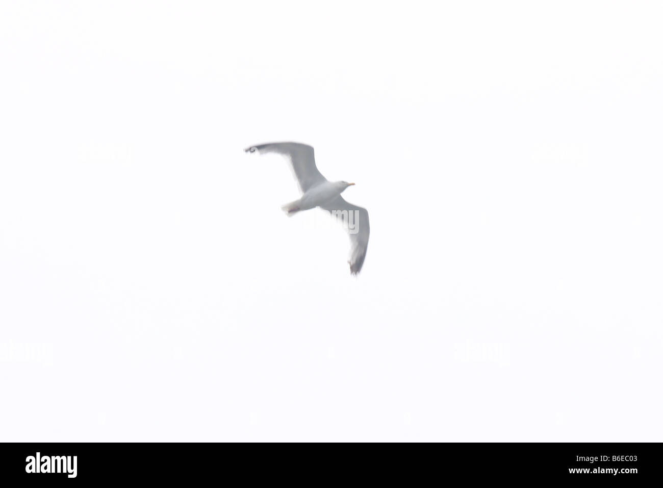 Sanfte Bewegungsunschärfe Möwe im Flug Stockfoto