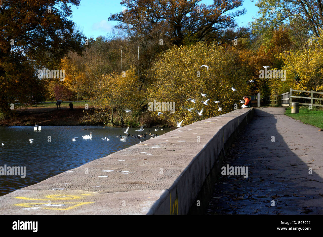 Am Stausee Aldenham Country park, Elstree, Hertfordshire, England, UK Stockfoto