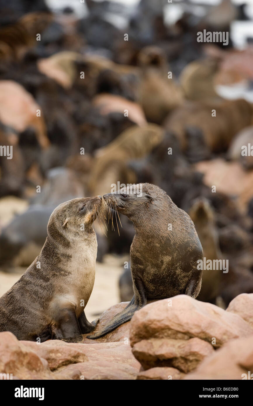 Afrika Namibia Cape Cross Seal Reserve südlichen Seebären Arctocephalus percivali am felsigen Ufer Stockfoto