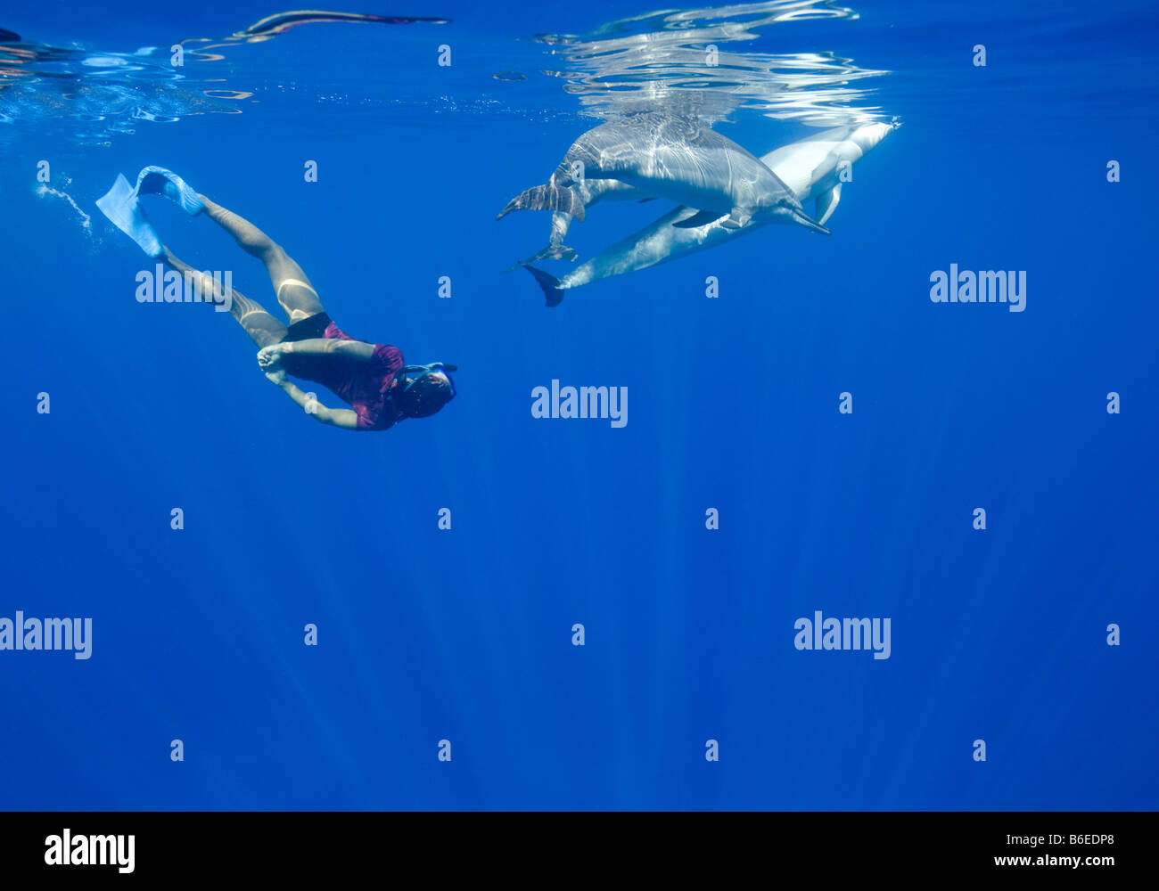 USA Hawaii Big Island Unterwasser Blick der jungen Frau mit Spinner Delfinen Stenella Longirostris im Pazifischen Ozean schwimmen Stockfoto