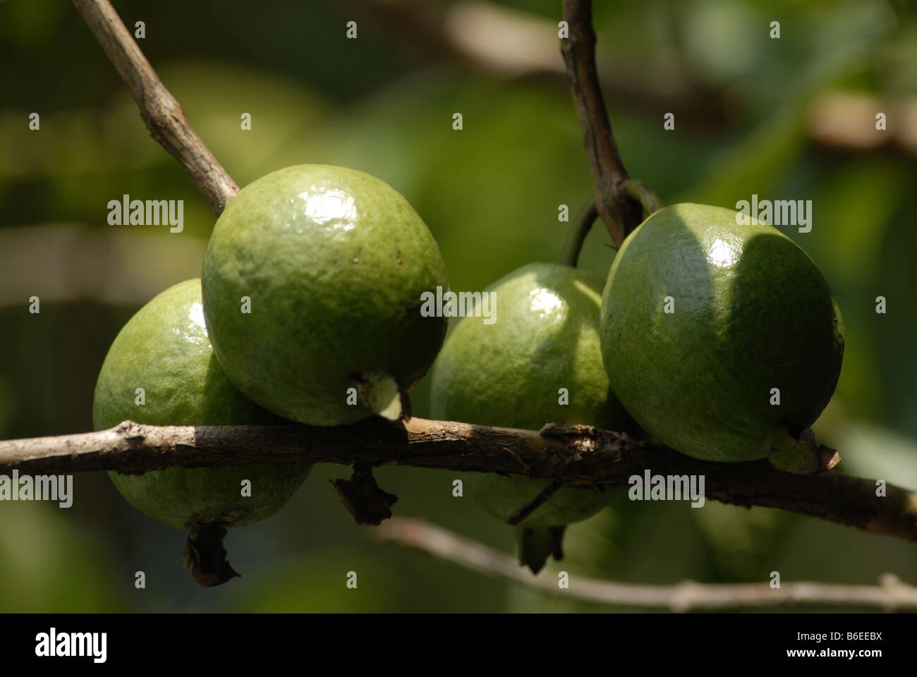 Name: Pera Filename: Psidium guajava.jpg Beschreibung: Botanischer Name: Guave Guajava Linn.  Familie: Myrtaceae SANSKRI Stockfoto
