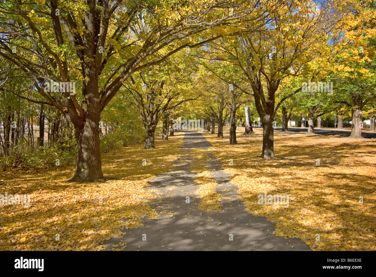 schönen Weg durch die Bäume im Park im Herbst Stockfoto