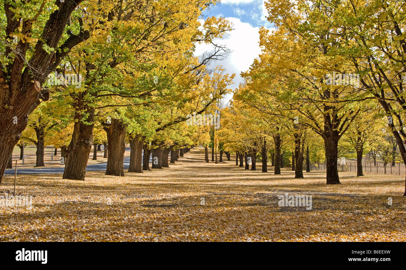 tolles Bild des Herbstes im park Stockfoto