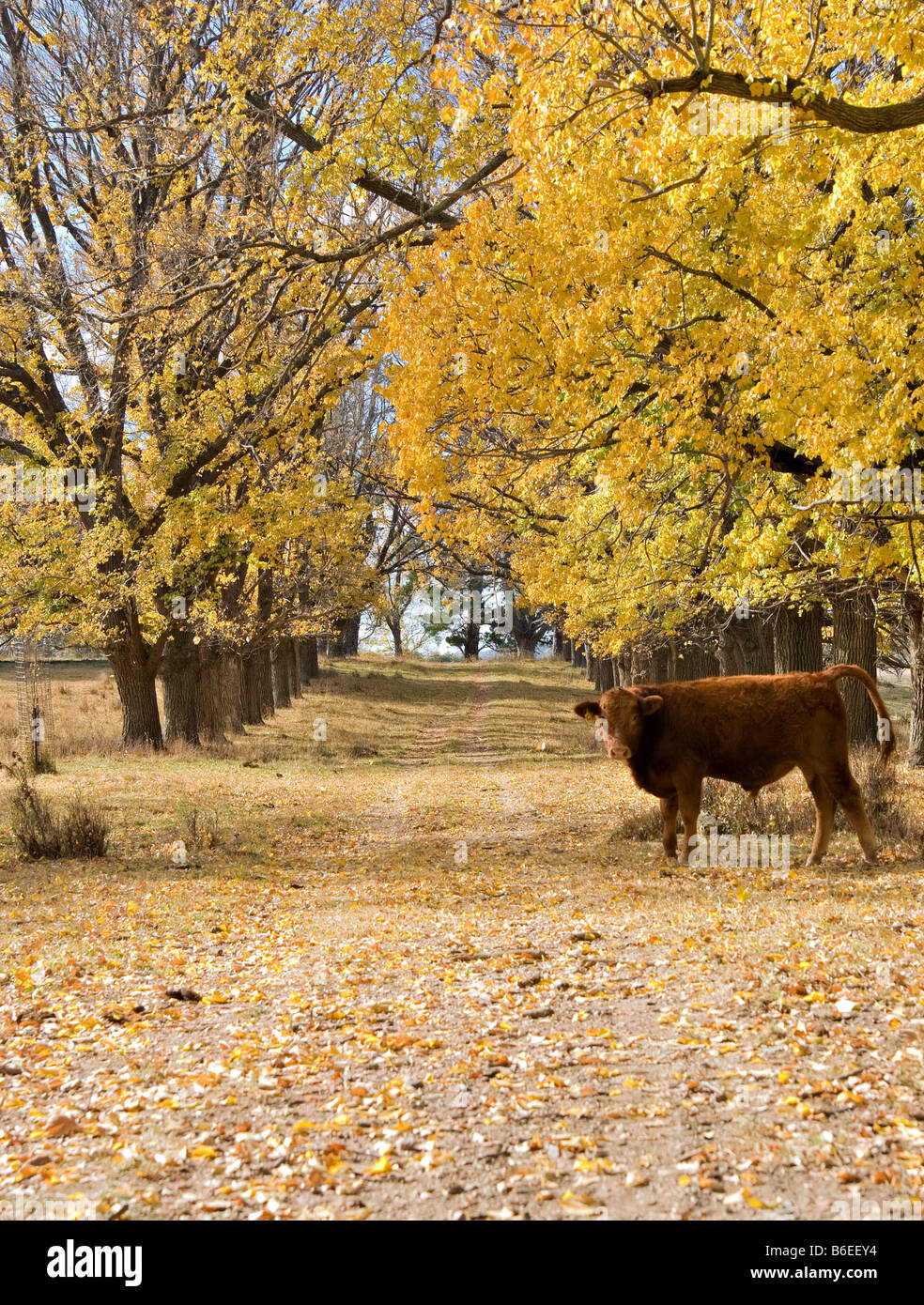 Kuh in der Landstraße im Herbst Stockfoto