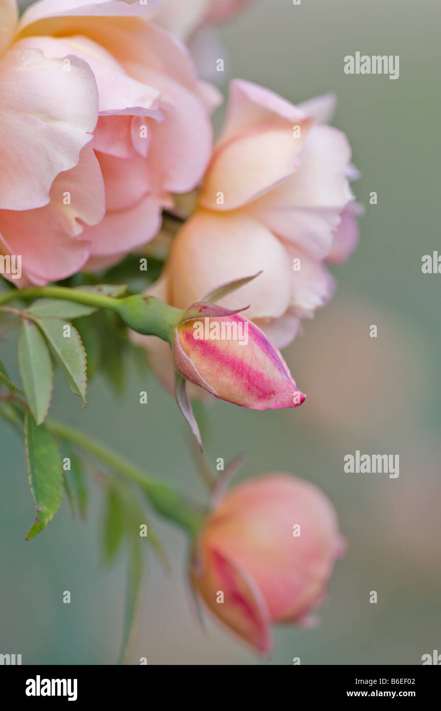 ausgezeichnetes Image von rosa Rosen in unterschiedlichen Stadien Stockfoto