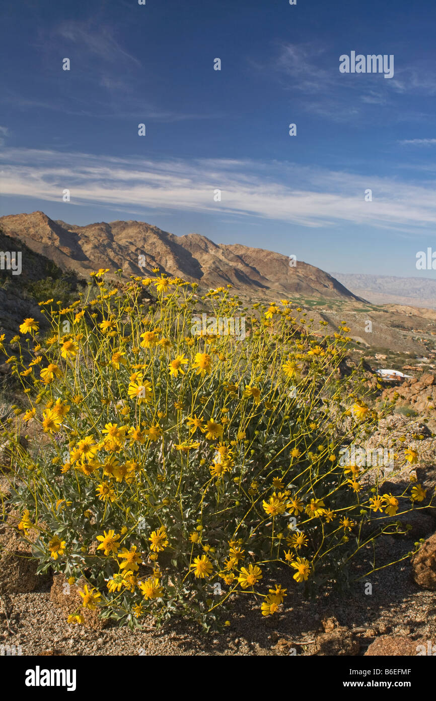 Kalifornien - Brittlebush wachsen auf den Hügeln über dem Palm Desert und das Coachella Valley von SRSJ National Monument. Stockfoto