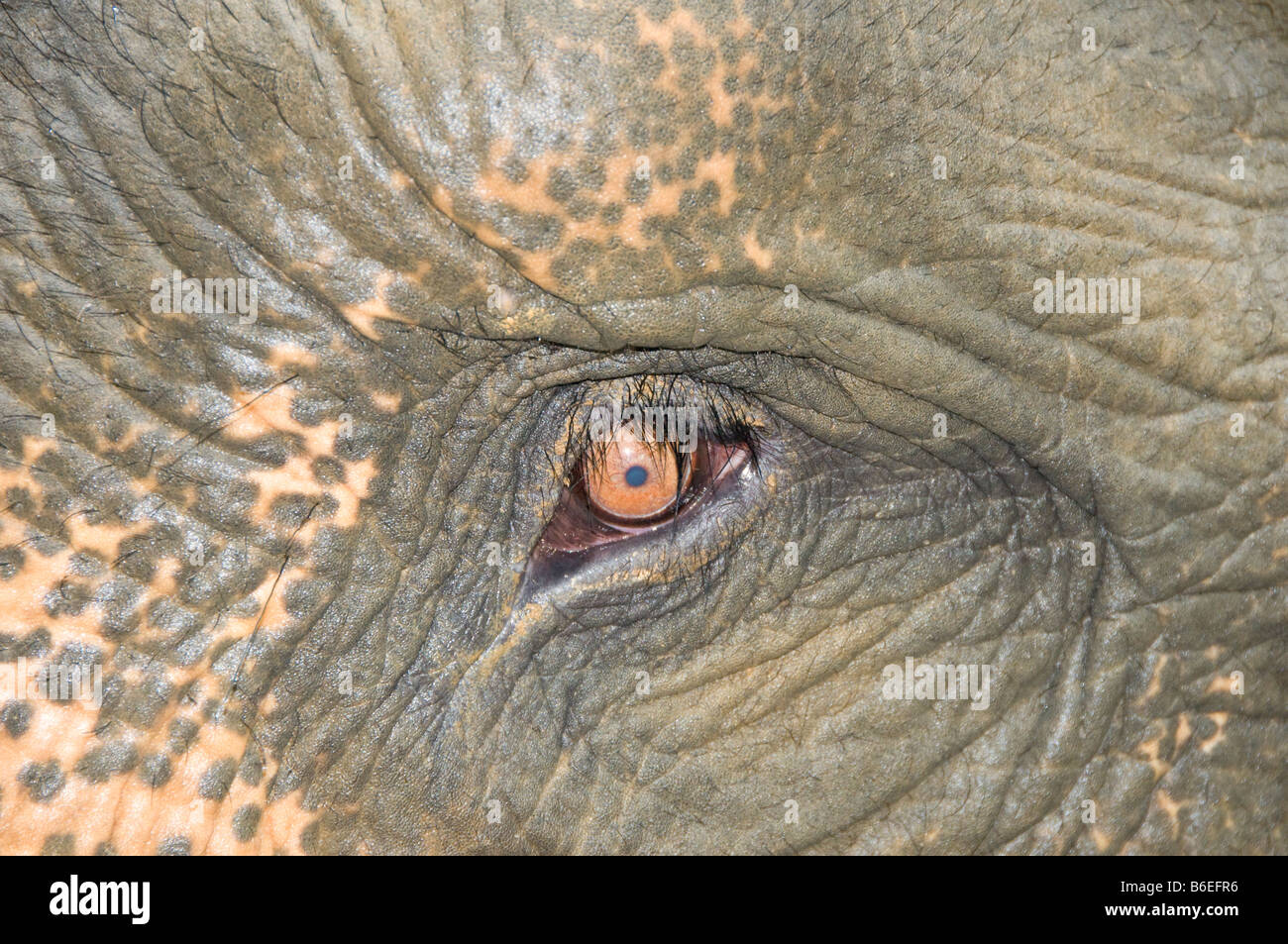 Nahaufnahme einer Sumatra-Elefanten Auge Stockfoto