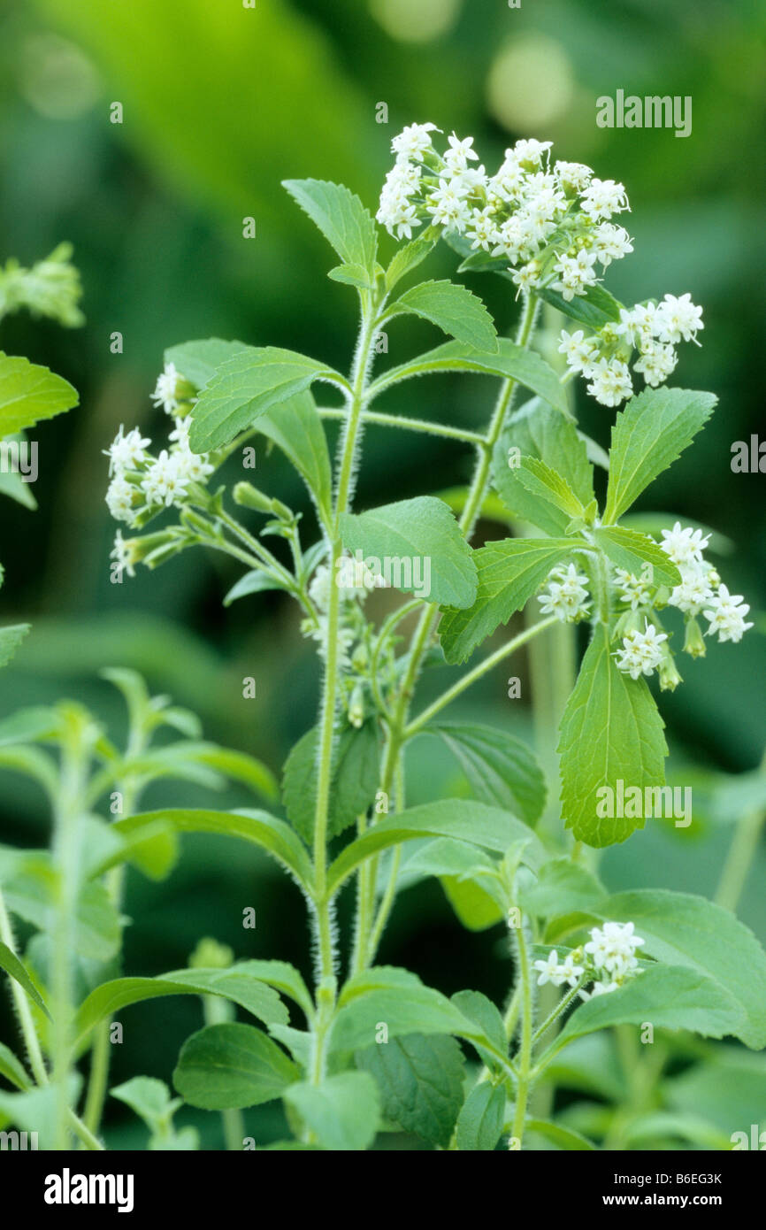 Sweet Leaf von Paraguay Stevia Rebaudiana Blüte Stockfoto