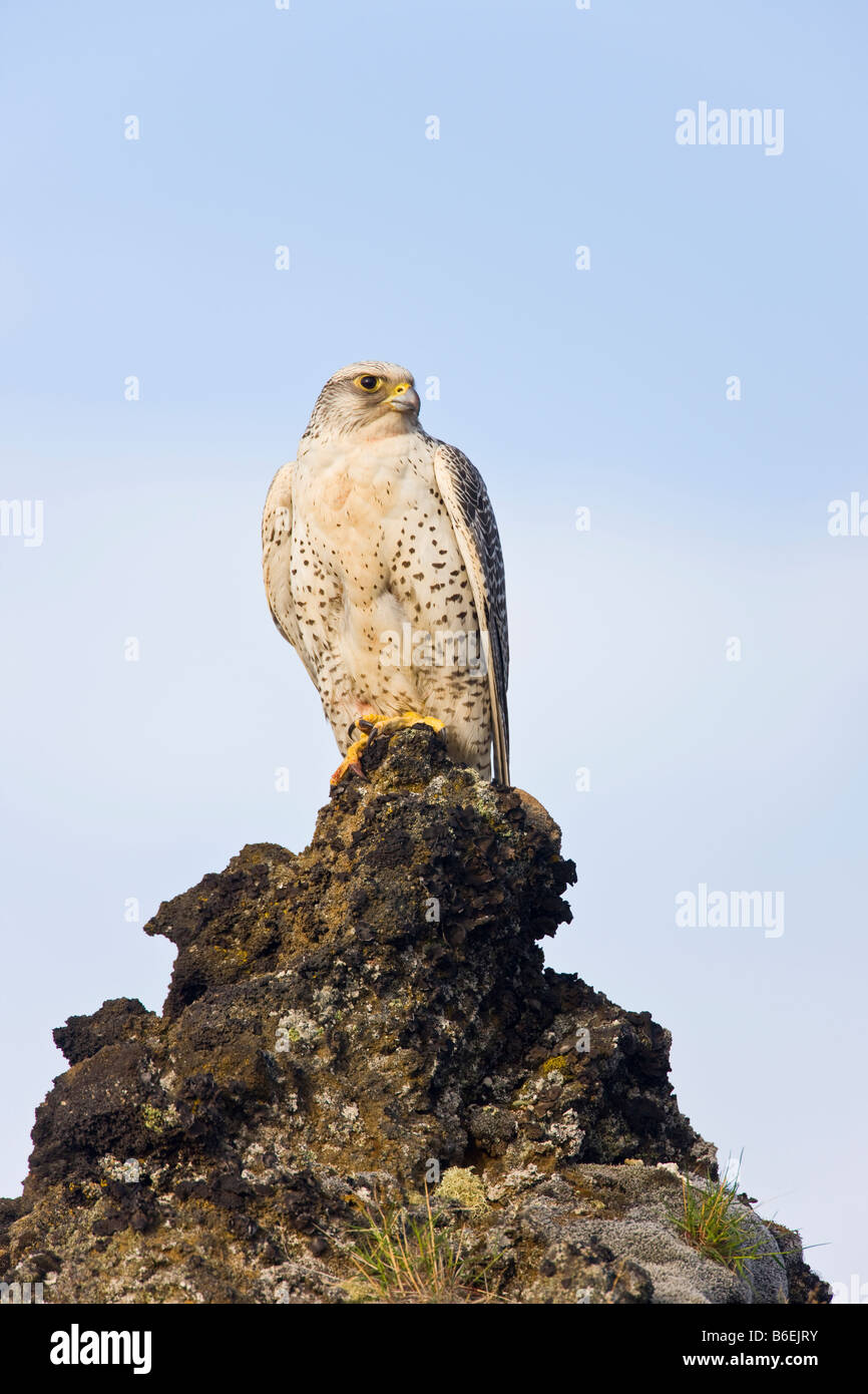 Gerfalke Falco Rusticolus in Island Stockfoto