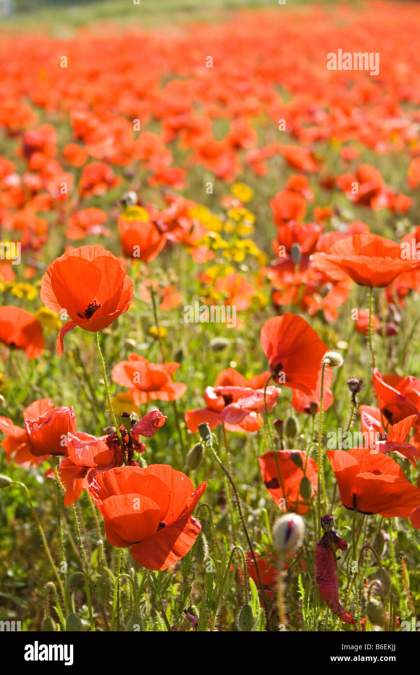 leuchtend rote Mohnblumen im Feld Stockfoto