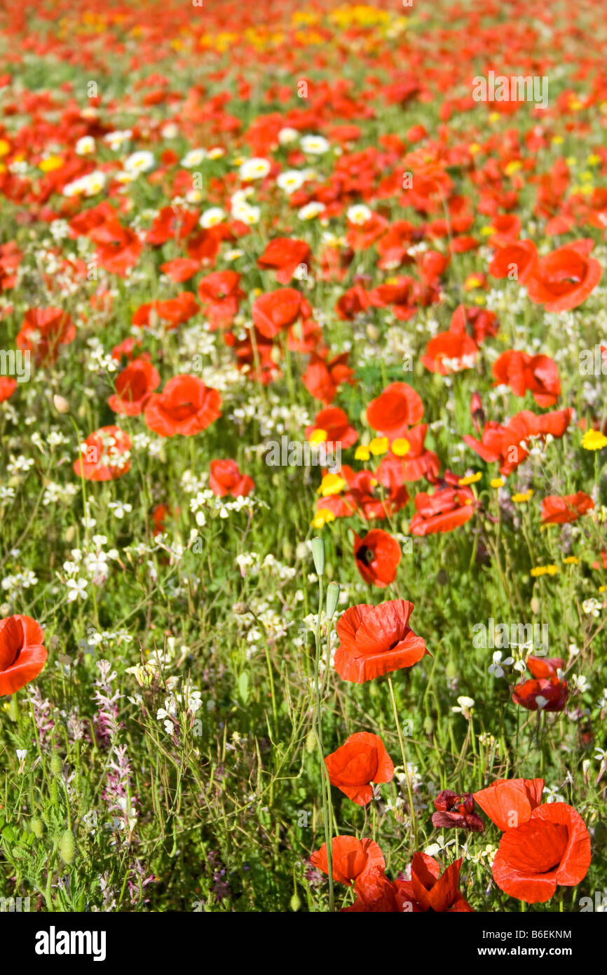 leuchtend rote Mohnblumen im Feld Stockfoto